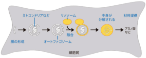 オートファジーしよう